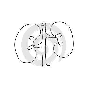 Human kidneys one line art. Continuous line drawing of human, internal, organs, kidneys, ureters, excretory system. photo