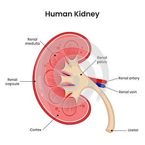 Human kidneys scientific vector illustration graphic diagram