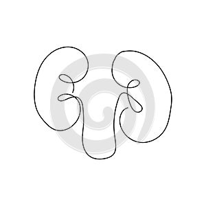 Human kidneys with ureters one line art. Continuous line drawing of human, internal, organs, kidneys, ureters, excretory photo