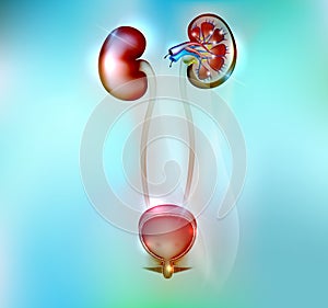 Human kidneys and urinary bladder anatomy photo