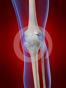 Human knee