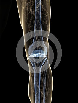 Human knee