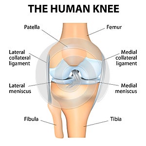 Human Knee Anatomy