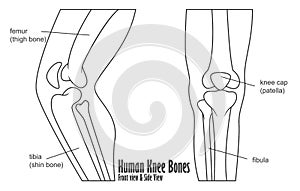 Human knee bones front and side view anatomy