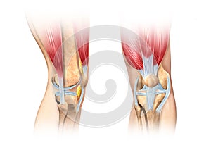 Human knee cutaway illustration. Anatomy image.