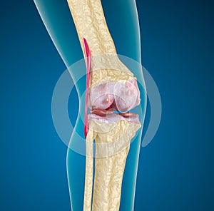 Human knee joint.