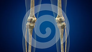 Human knee joint medical background