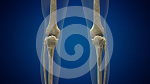 Human knee joint medical background