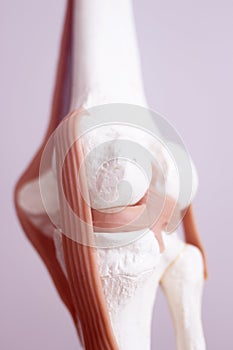 Human knee joint meniscus model