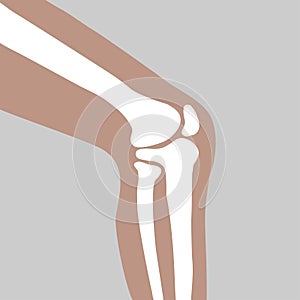 Human knee joint