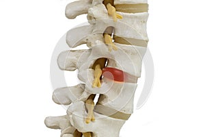 Columna vertebral aislado sobre fondo blanco 