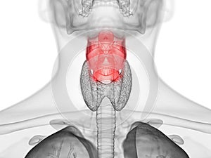 The human larynx