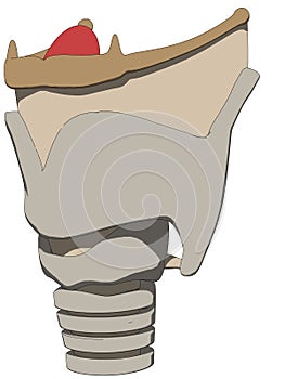 Human larynx