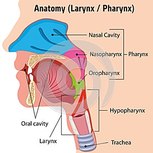 Human Larynx and Internal Pharynx Anatomy Head Illustration, Close photo