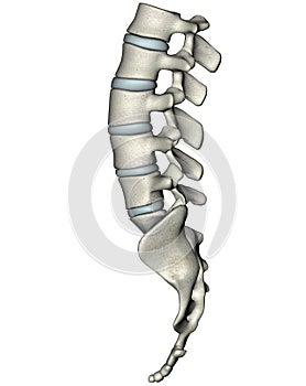 Human lateral lumbosacral spine