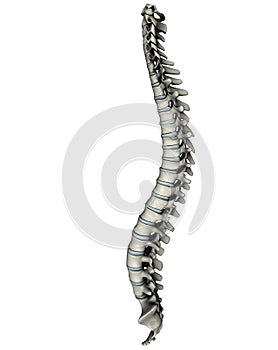 Human lateral spine