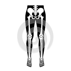 Human leg bones anatomy.