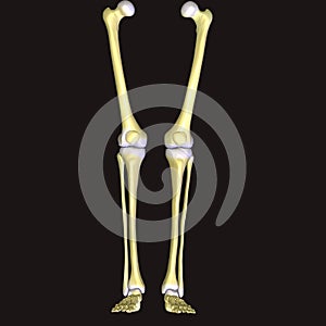 The human leg is the entire lower extremity or limb of the human body
