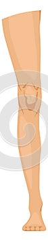 Human leg. Female limb icon. Woman body part