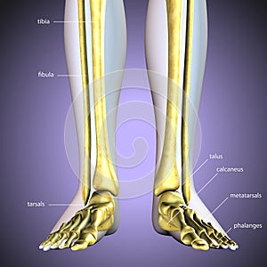 3d illustration of skeleton leg bone anatomy