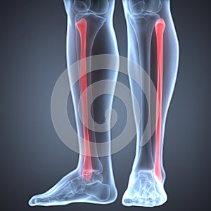 Human Leg Joint Pains (Fibula Joint)