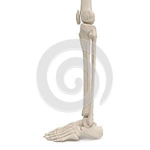 Human Legs Skeleton Bones on white. 3D illustration