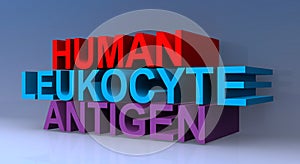 Human leukocyte antigen HLA