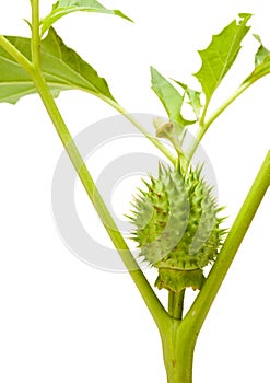 Human like thornapple seed pod