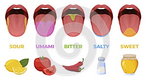 Human linguistic taste receptors vector flat illustration. Colored tongue zones in mouth photo