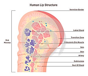 Human lip anatomy. Human mouth external parts with description.