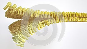 Human lipid bilayer - 3D Rendering
