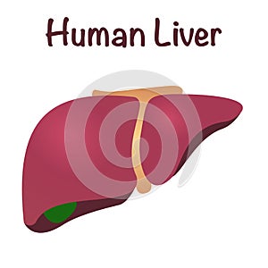 Vector Illustration Graphic of the Human Liver