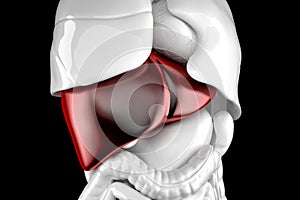 Human liver. 3d anatomical illustration. Contains clipping path