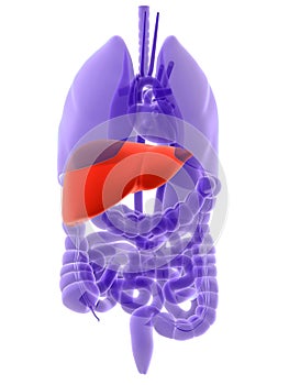 Human liver