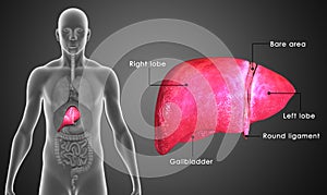 Human Liver