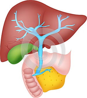 Human liver anatomy