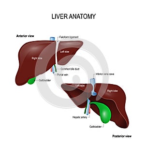 Human liver anatomy