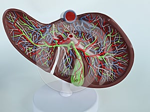 Human liver anatomy closeup. Realistic anatomy structure of liver organ of hepatic system and organ of digestive gallbladder