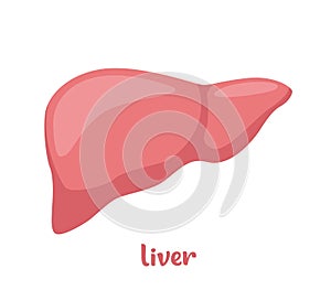 Human liver anatomy. Human internal organs symbol. Vector illustration in flat style isolated on white background
