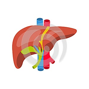 Human liver. Anatomy of the human liver, gallbladder, aorta and portal vein.