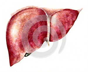 Human liver anatomy illustration