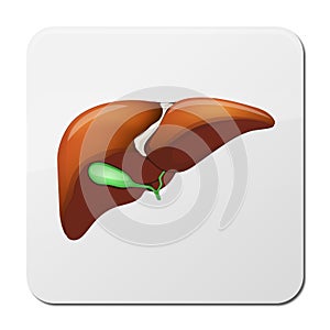 Human Liver Anatomy on medical background. 3d illustration, icon