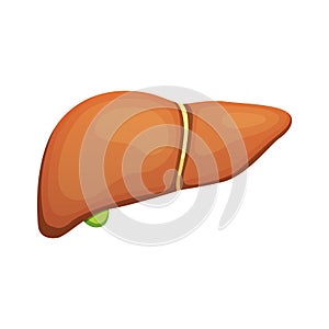 Human liver anatomy. Medical science vector illustration.