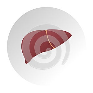 Human liver anatomy. Medical science vector illustration. Internal organ gallbladder, aorta and portal vein, hepatic