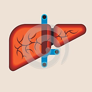 Human liver anatomy. Medical science vector illustration. Internal organ: gallbladder, and portal vein, hepatic duct