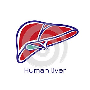 Human liver anatomy. Vector illustration in flat style.