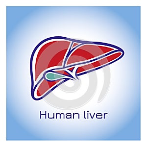 Human liver anatomy. Vector illustration in flat style.