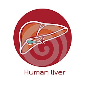 Human liver anatomy. Vector illustration in flat style.