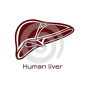 Human liver anatomy. Vector illustration in flat style.