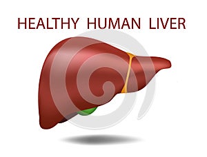 Human liver. Anatomy vector realistic 3D illustration. White background